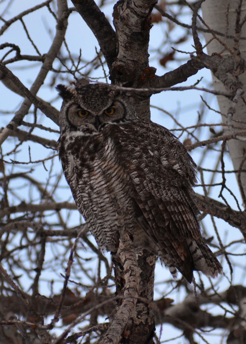 Great Horned Owl - ML614254708
