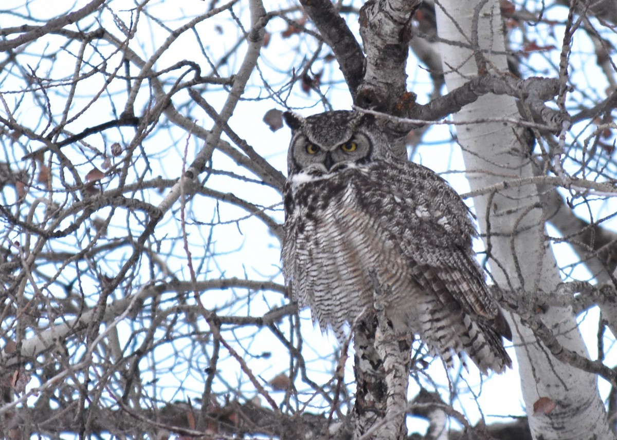 Great Horned Owl - ML614254709