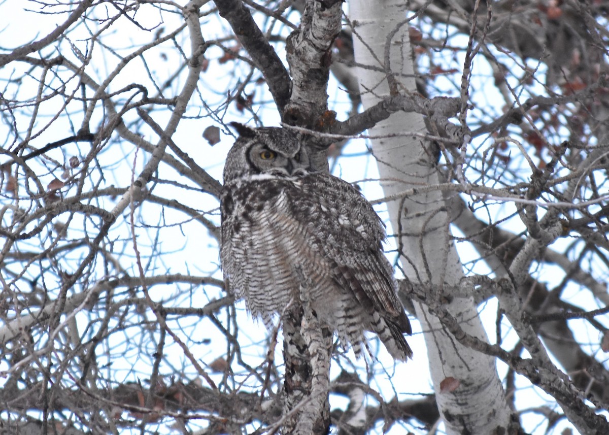 Great Horned Owl - ML614254710