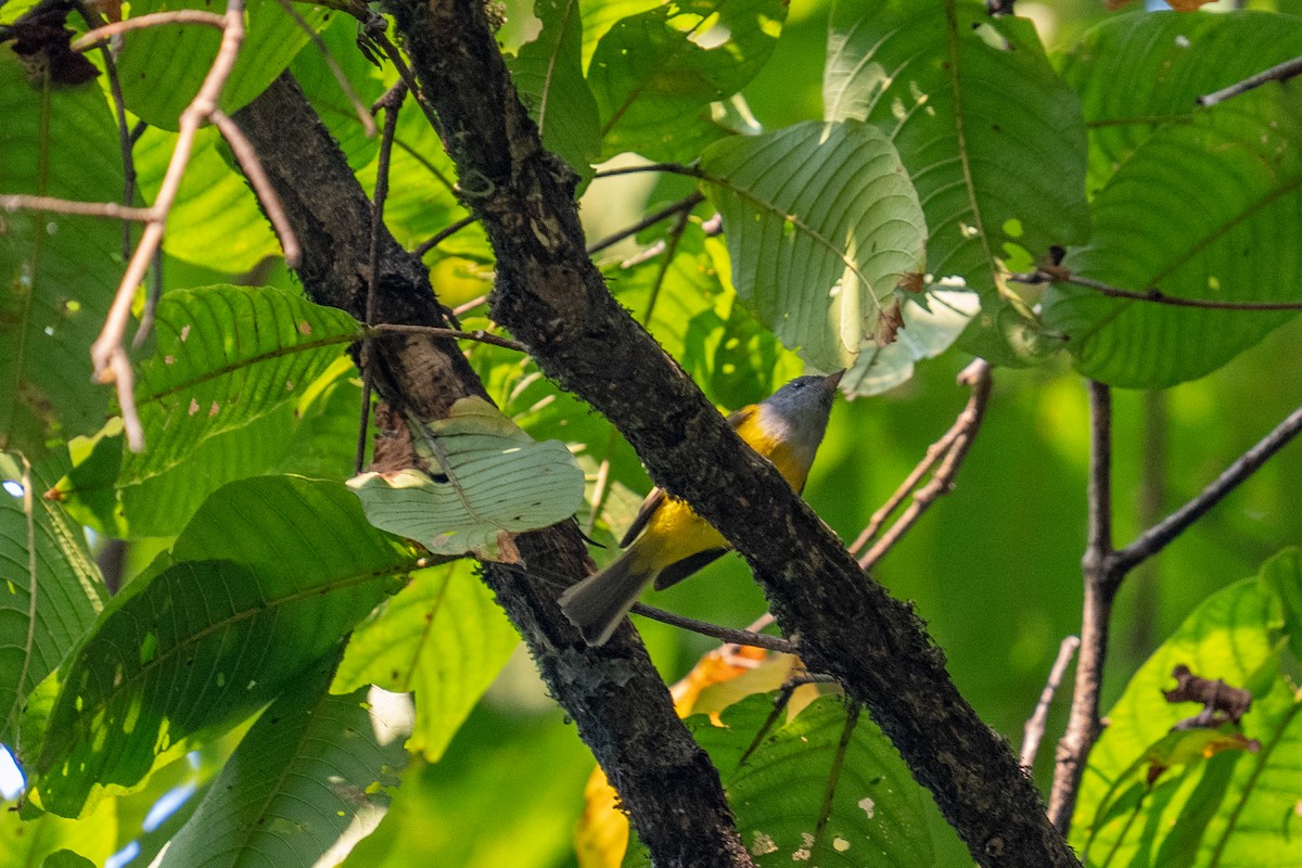 Yellow-bellied Warbler - ML614254916