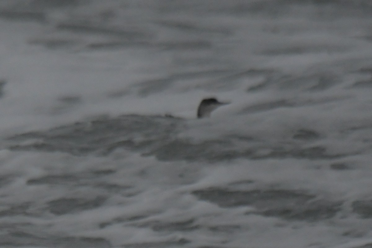 Red-throated Loon - ML614255161