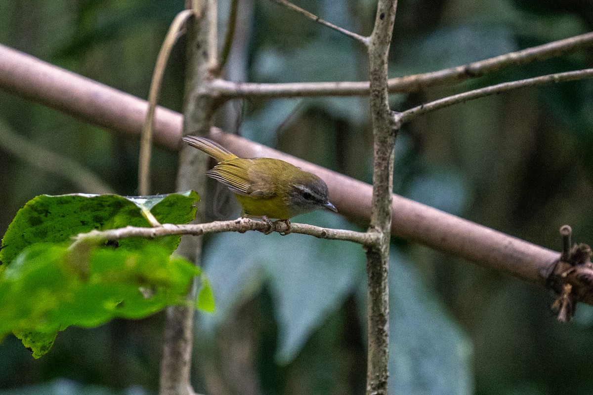Yellow-bellied Warbler - ML614255304