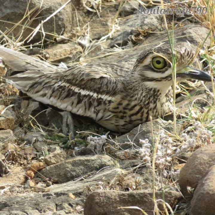 Indian Thick-knee - ML614255466