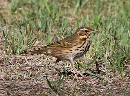 Olive-backed Pipit - ML614255823