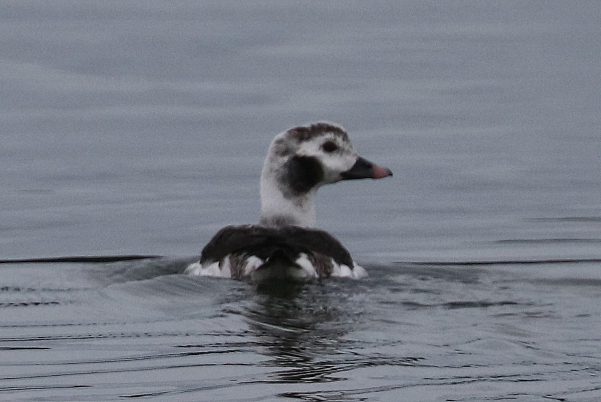 Long-tailed Duck - ML614256001