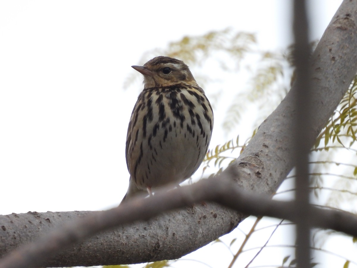 Olive-backed Pipit - ML614256197
