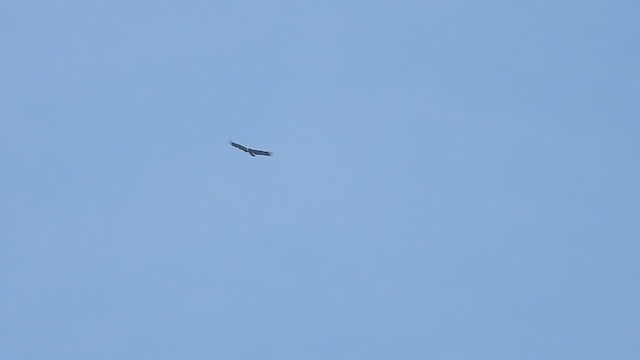 Greater Spotted Eagle - ML614256350