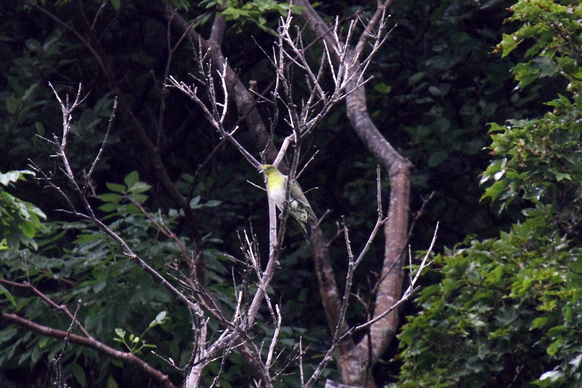 White-bellied Green-Pigeon - ML614256500