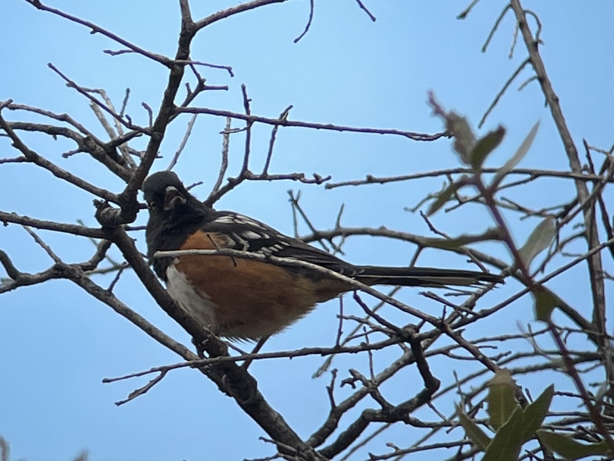 Spotted Towhee - ML614256634