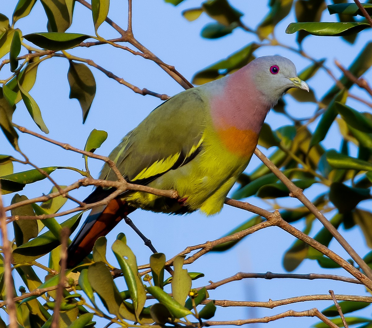 Pink-necked Green-Pigeon - ML614256887