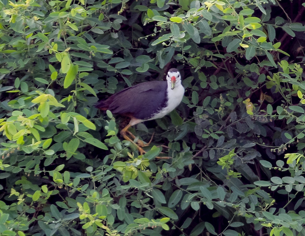 White-breasted Waterhen - Neoh Hor Kee