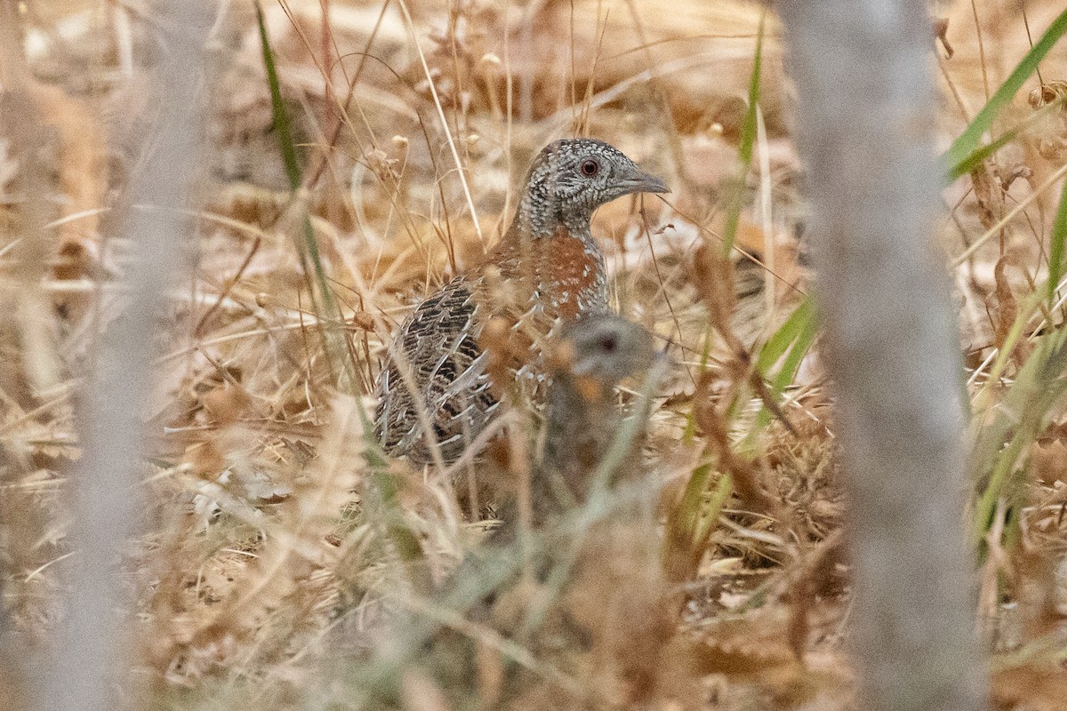 Painted Buttonquail - ML614257196