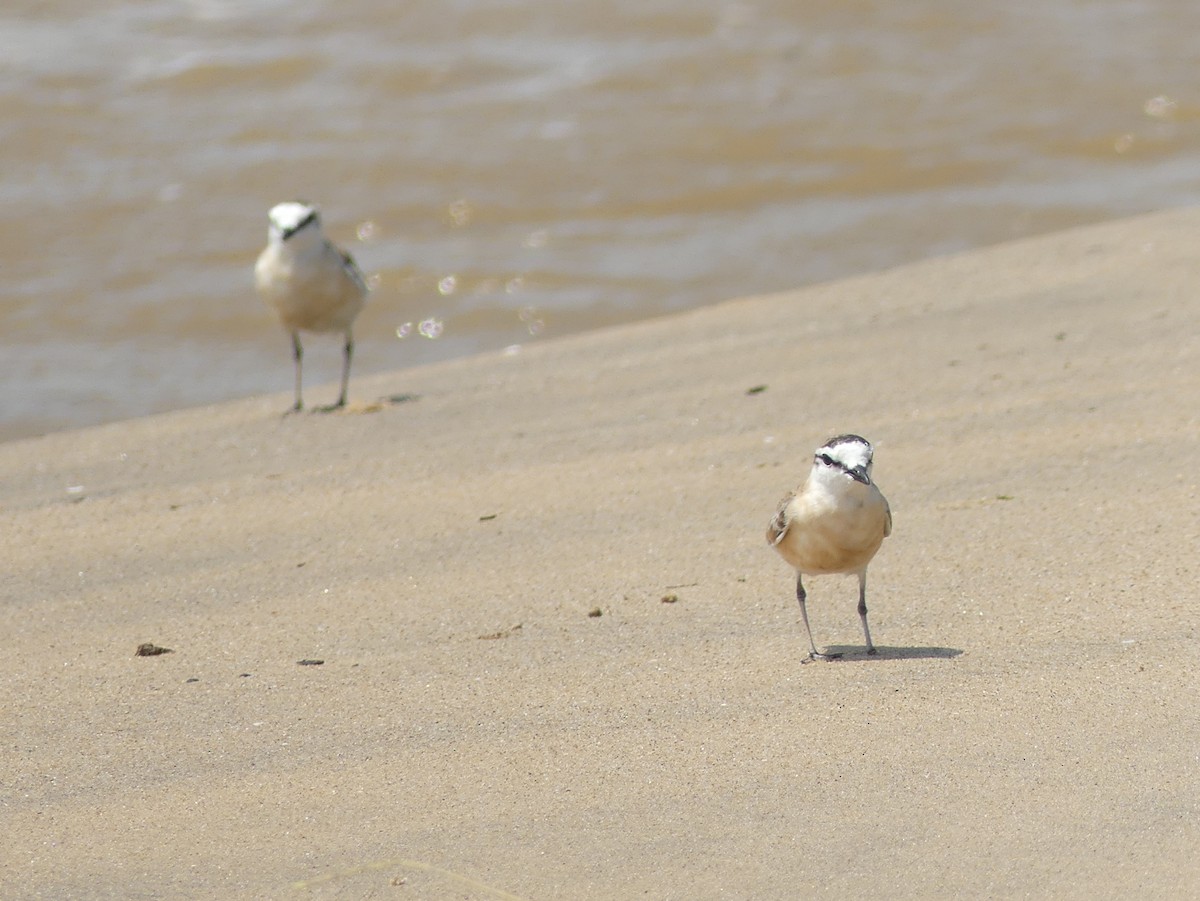 White-fronted Plover - ML614257261