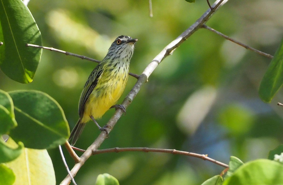 Spotted Tody-Flycatcher - Simon RB Thompson