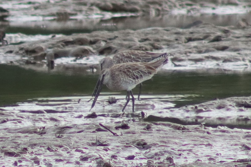 Asian Dowitcher - ML614257509