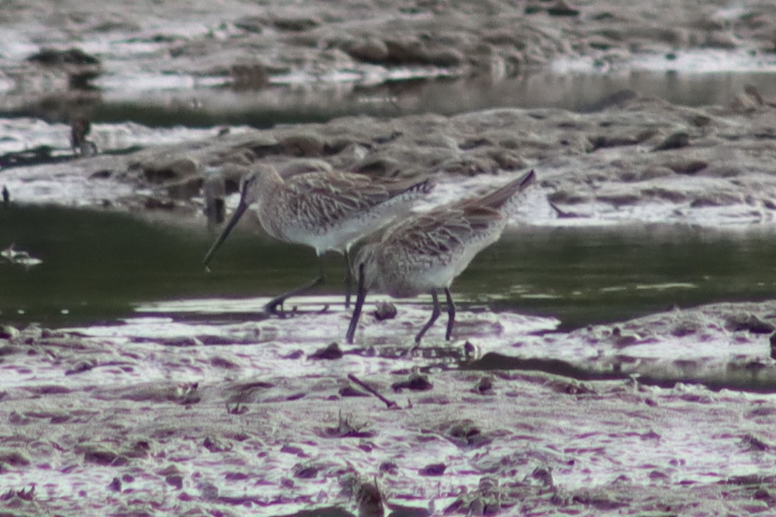 Asian Dowitcher - ML614257510