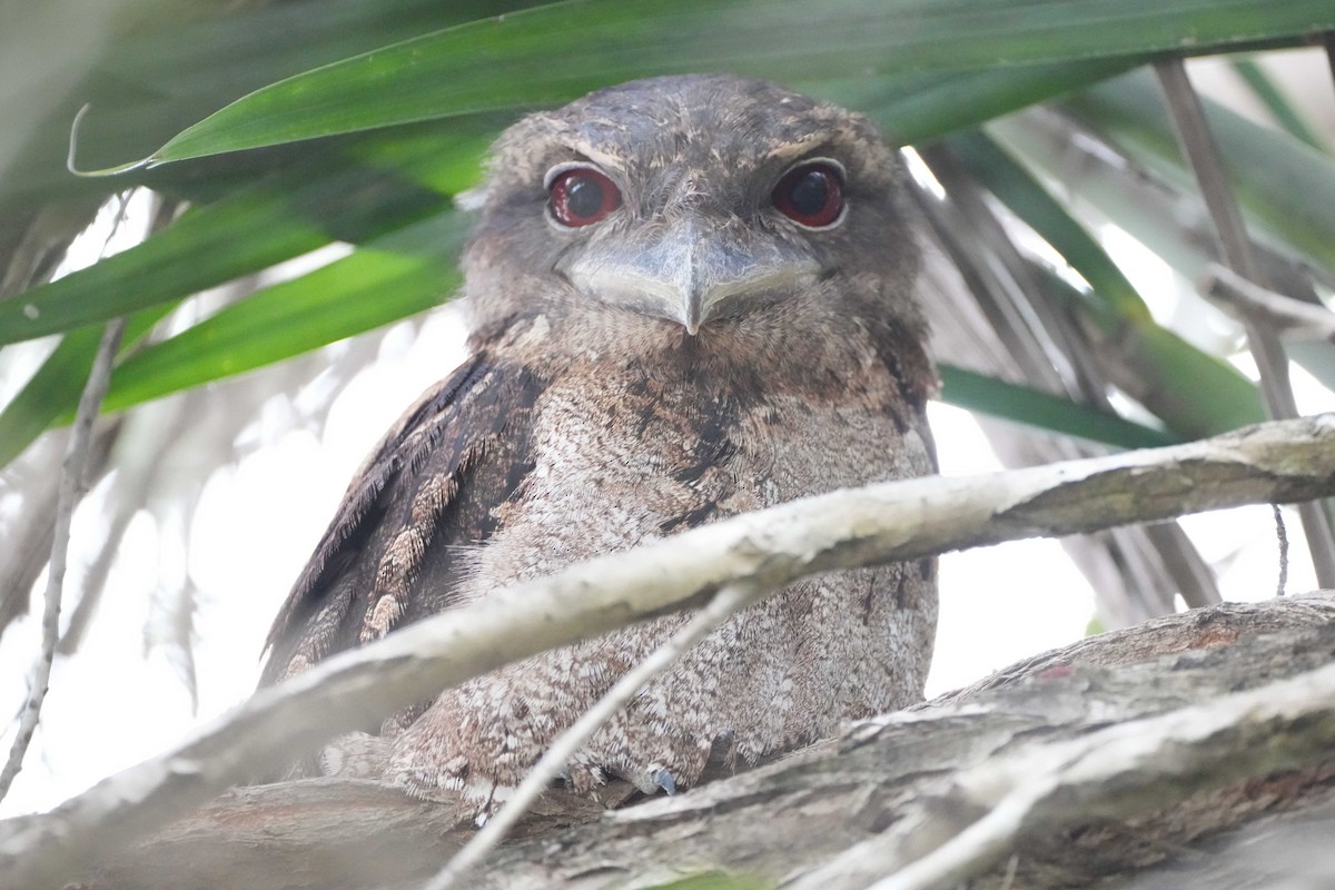 Papuan Frogmouth - Hugh Speirs
