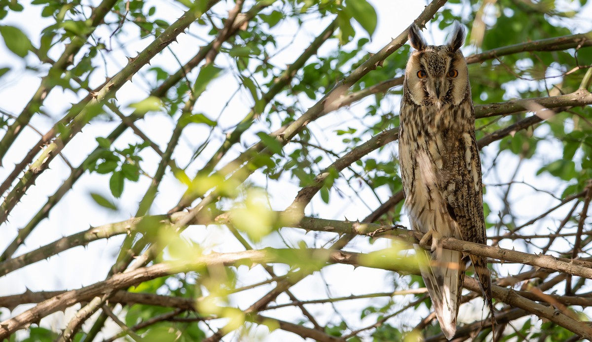 Long-eared Owl (Eurasian) - ML614257824