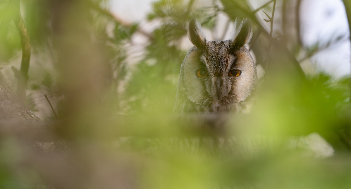 Long-eared Owl (Eurasian) - ML614257926