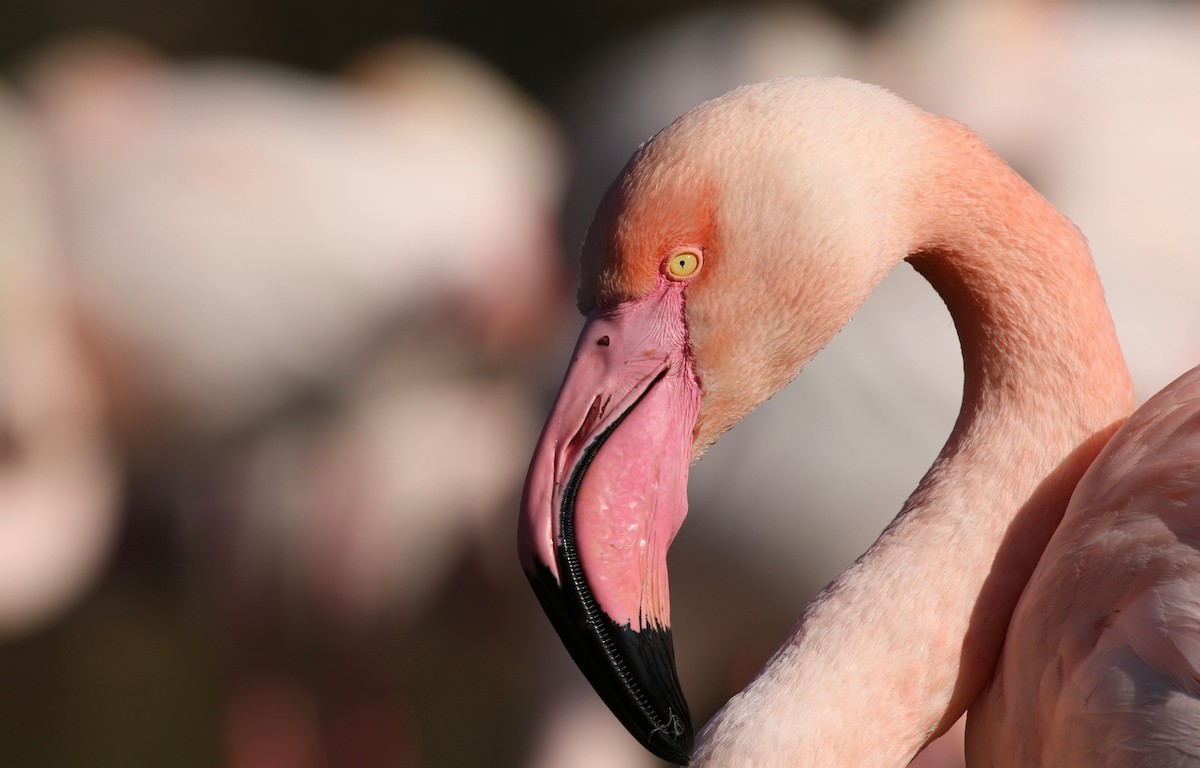 Greater Flamingo - ML614258107