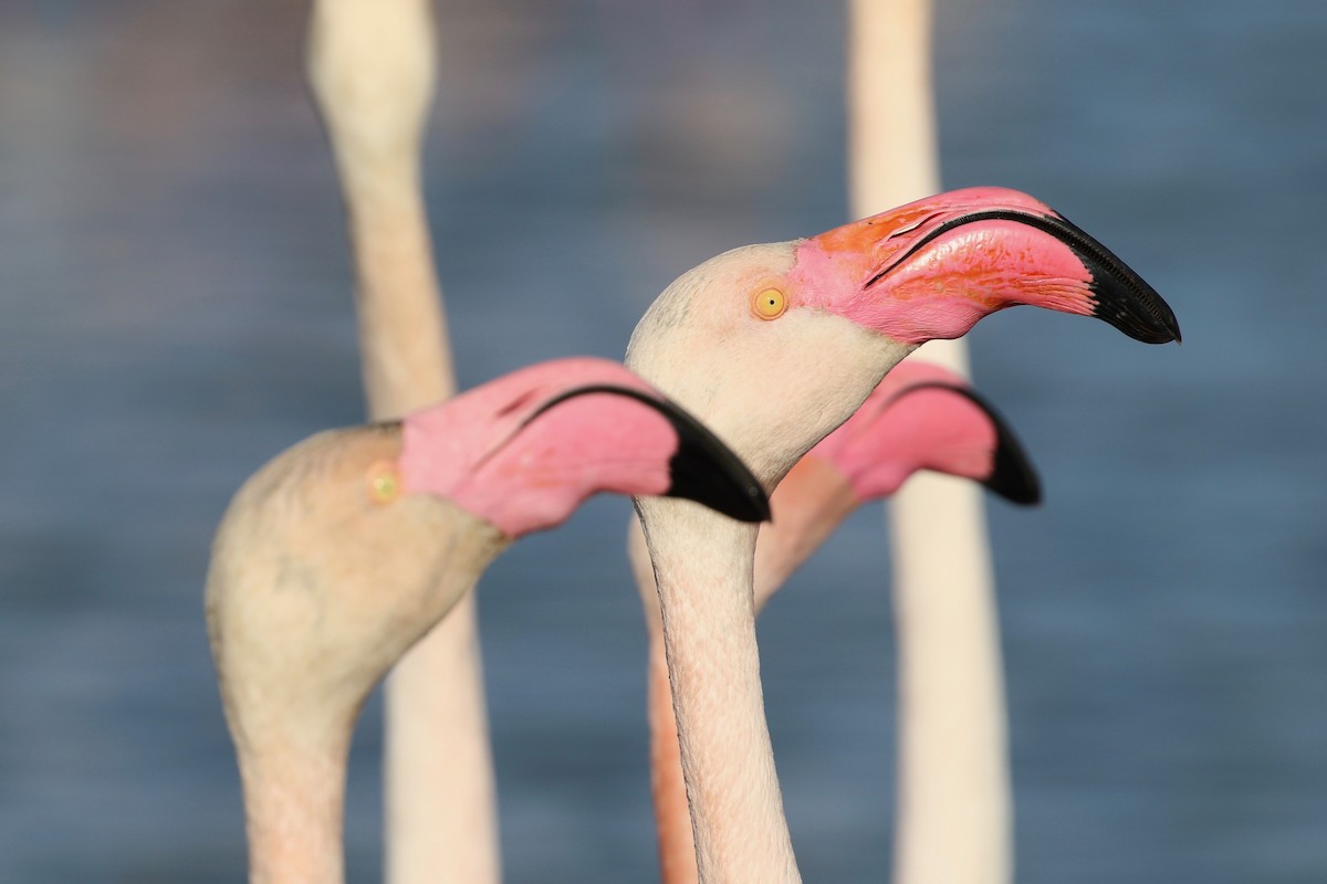 Greater Flamingo - ML614258110