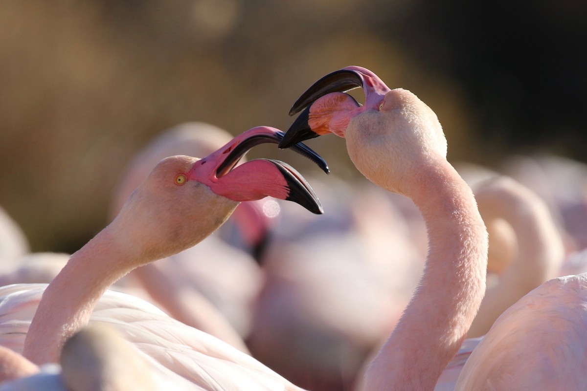 Greater Flamingo - ML614258115