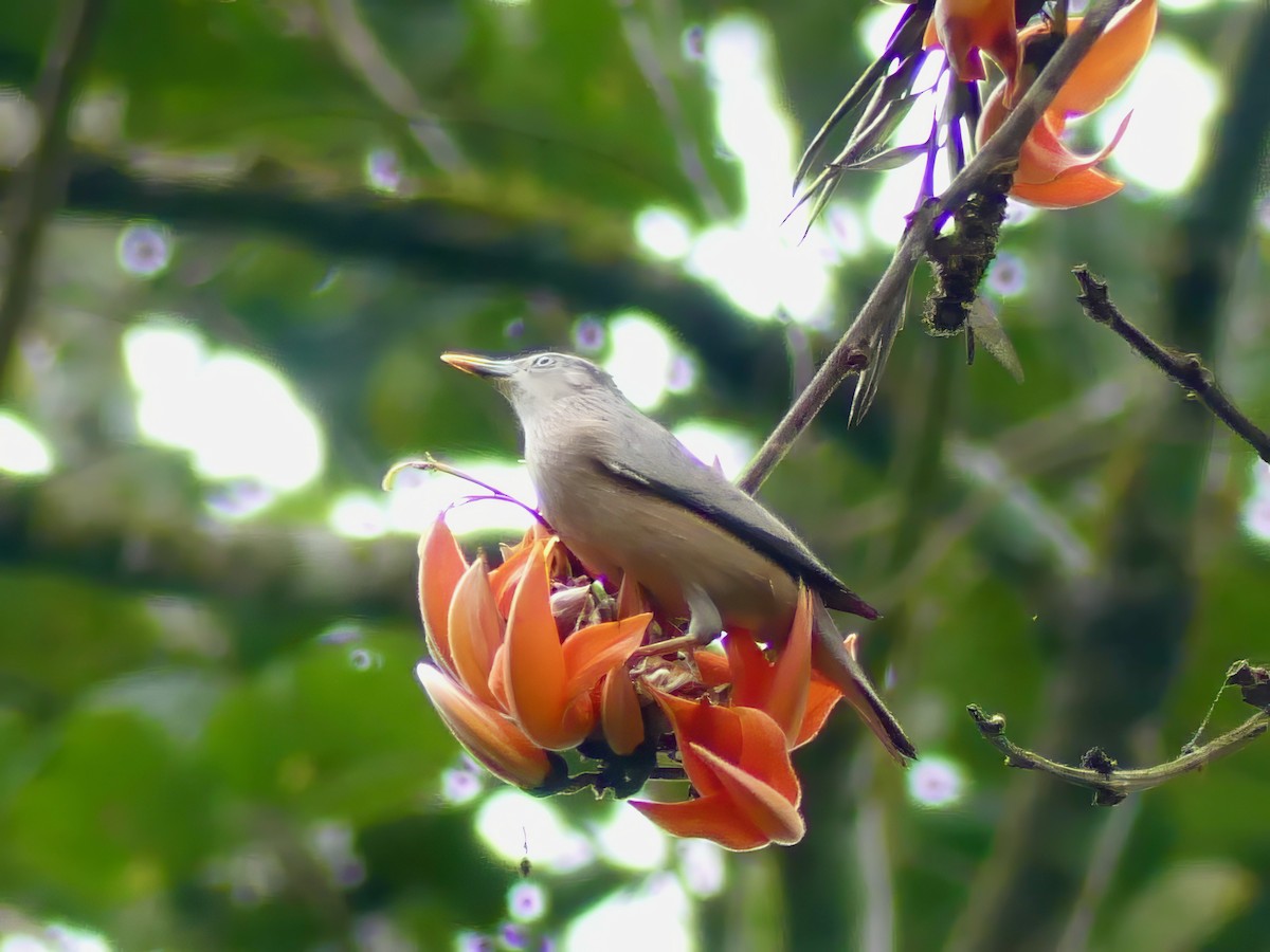 Chestnut-tailed Starling - ML614258177