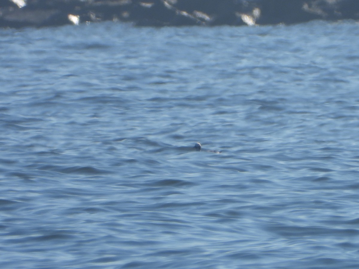 Long-tailed Duck - ML614258244