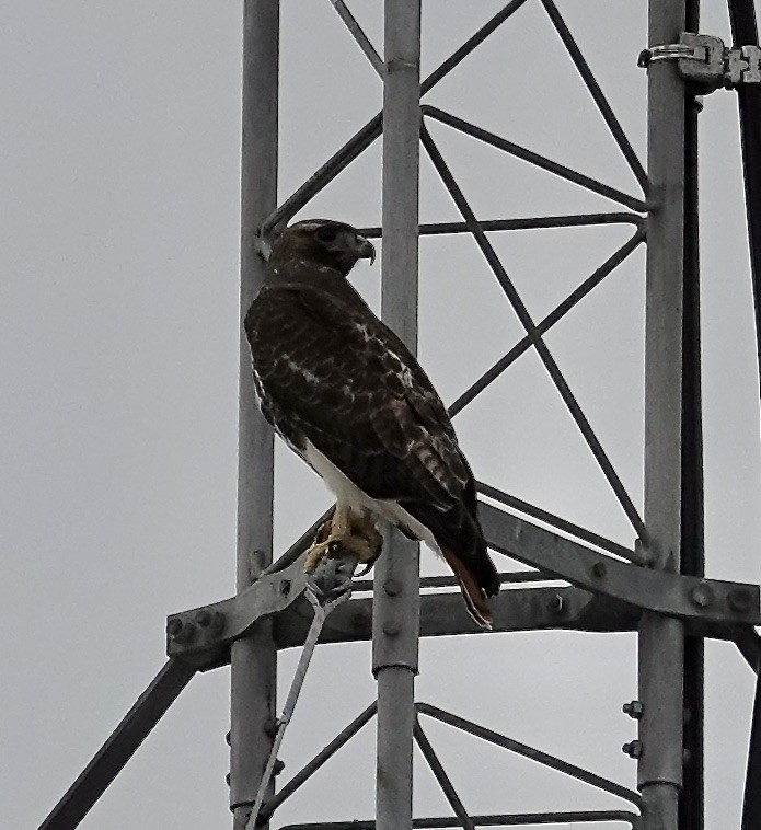 Red-tailed Hawk - ML614258368