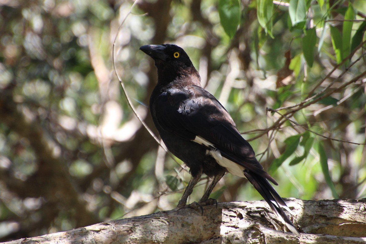 Pied Currawong - ML614258495