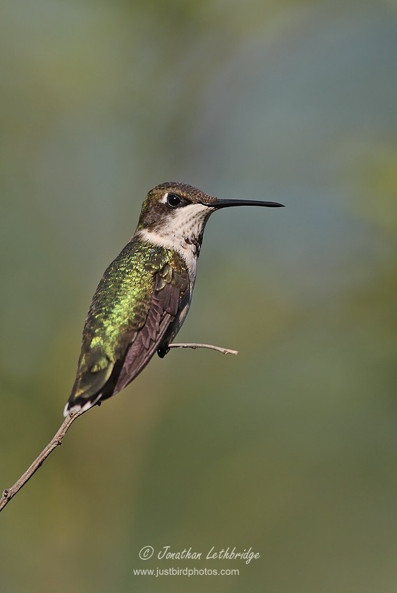 Black-chinned Hummingbird - ML614258526
