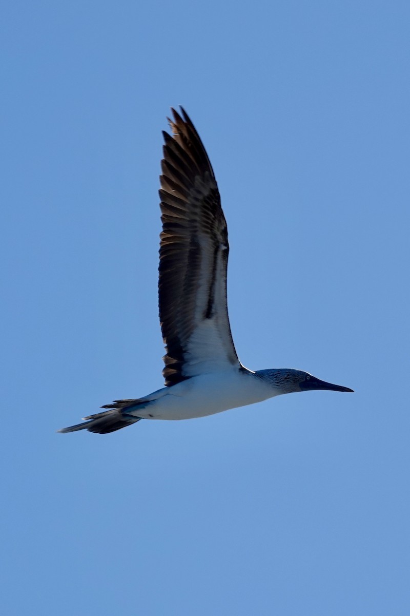 Blue-footed Booby - ML614258567