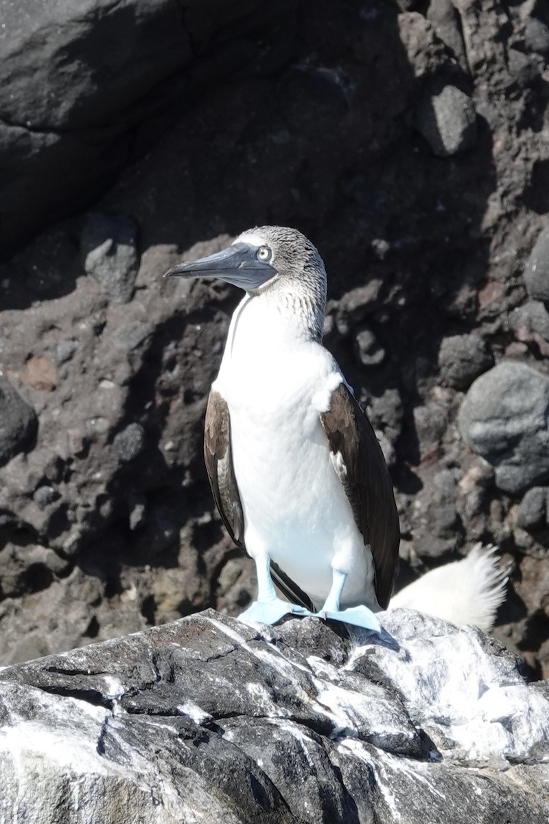 Blue-footed Booby - ML614258586