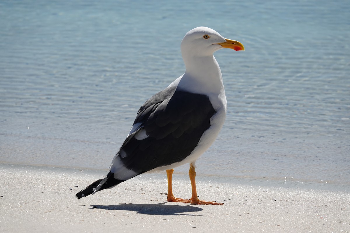 Yellow-footed Gull - ML614258591