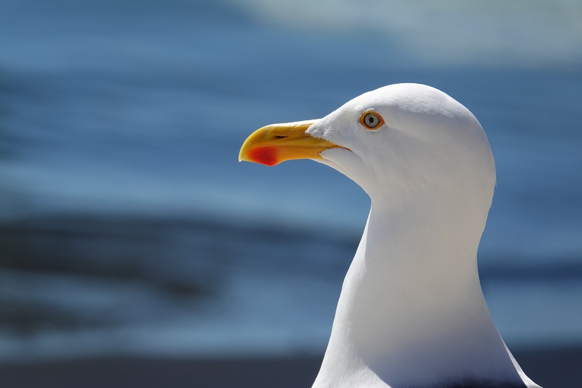 Yellow-footed Gull - ML614258592