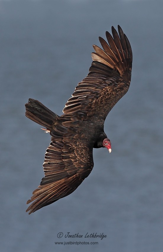 Turkey Vulture - ML614258608