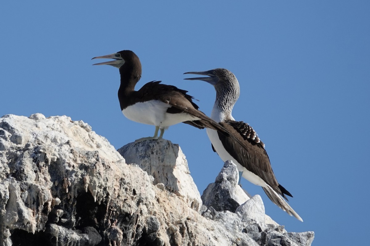 Brown Booby - ML614258783