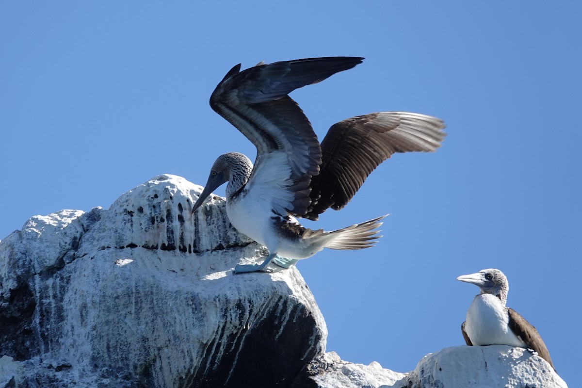 Blue-footed Booby - ML614258818