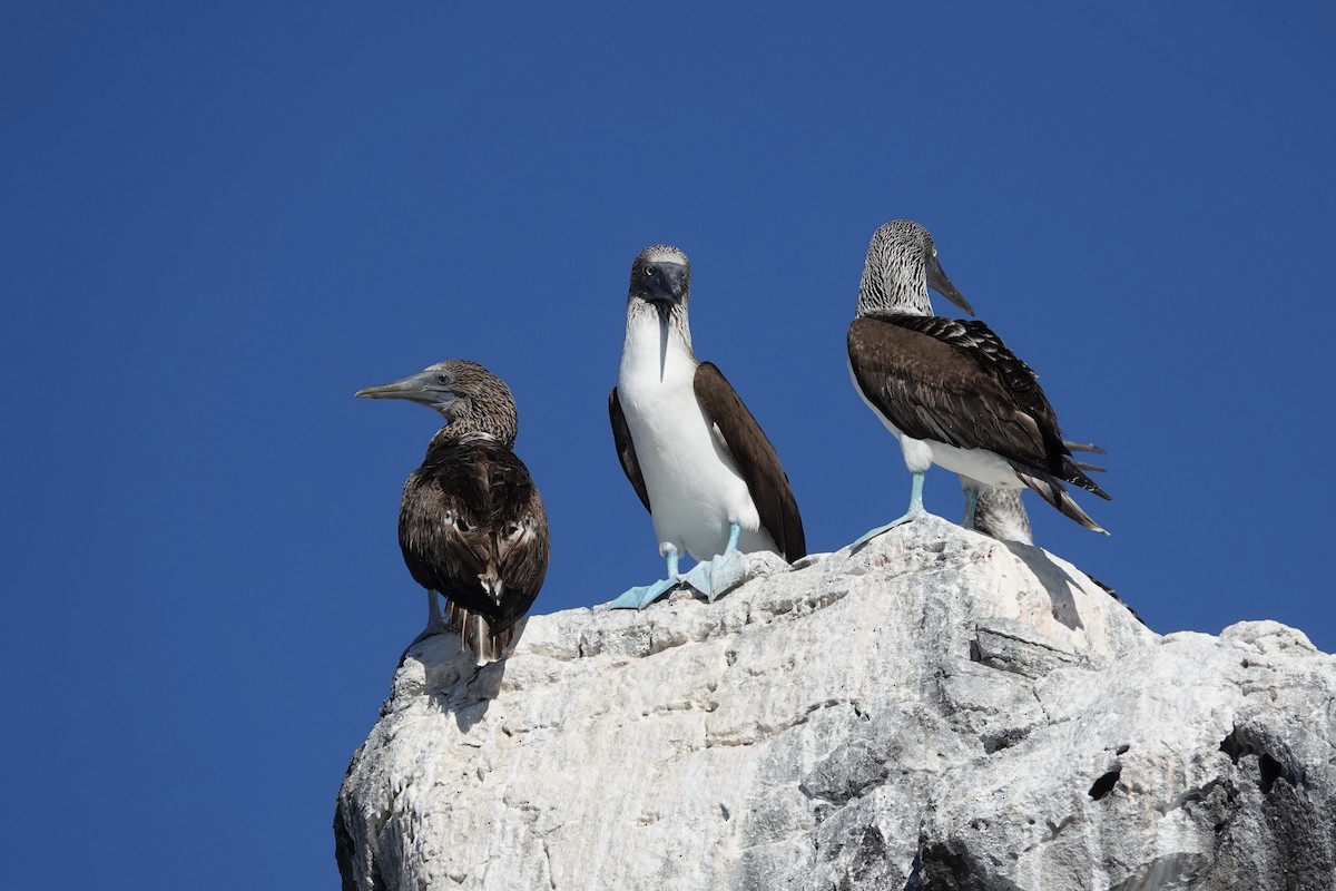 Blue-footed Booby - ML614258872