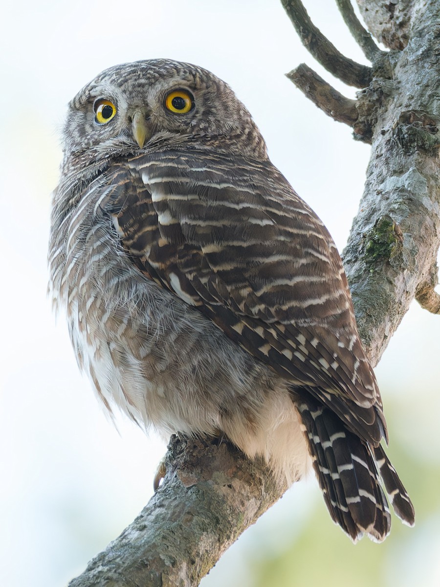 Asian Barred Owlet - ML614258965