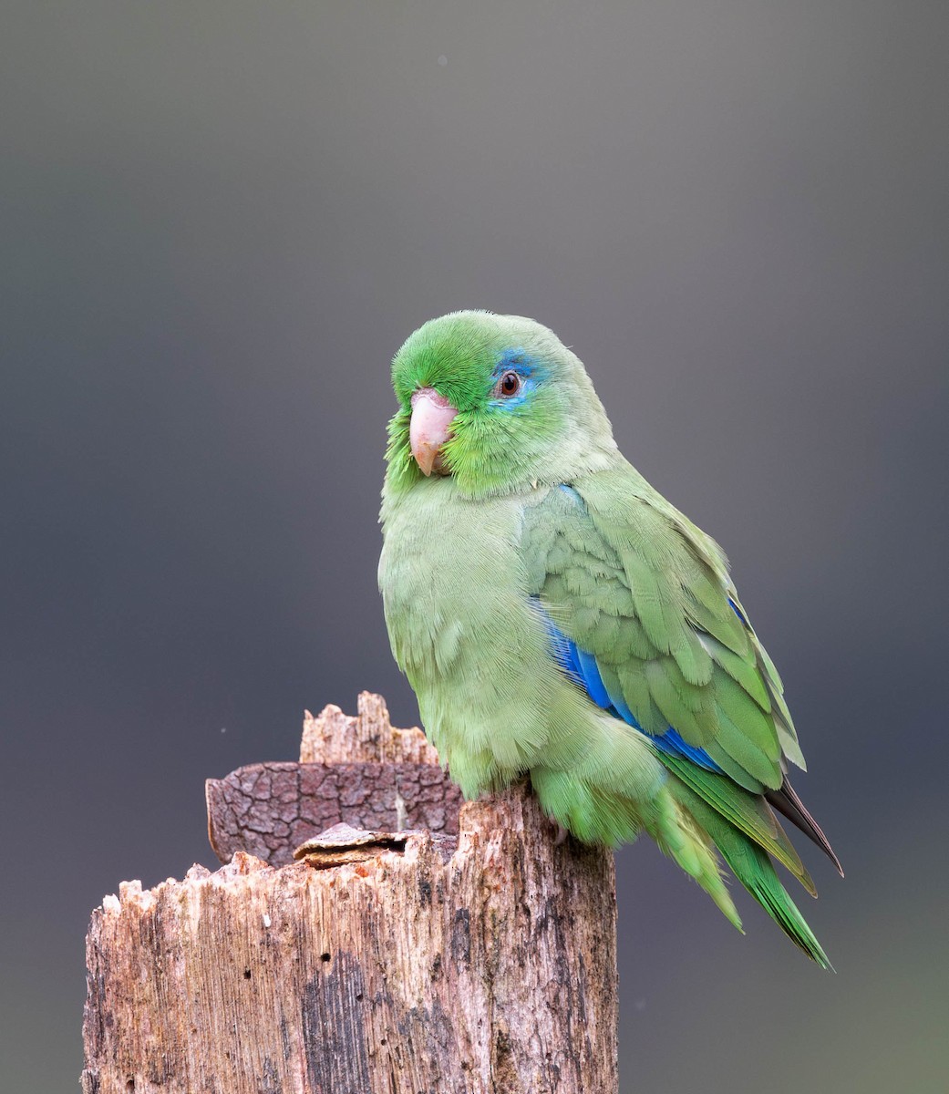Spectacled Parrotlet - ML614259005