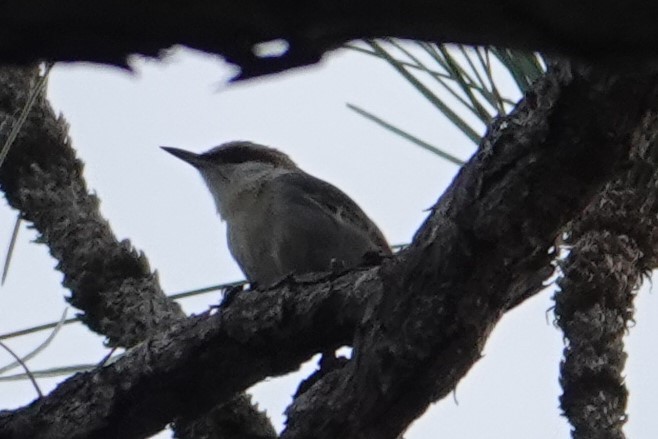 Brown-headed Nuthatch - ML614259158