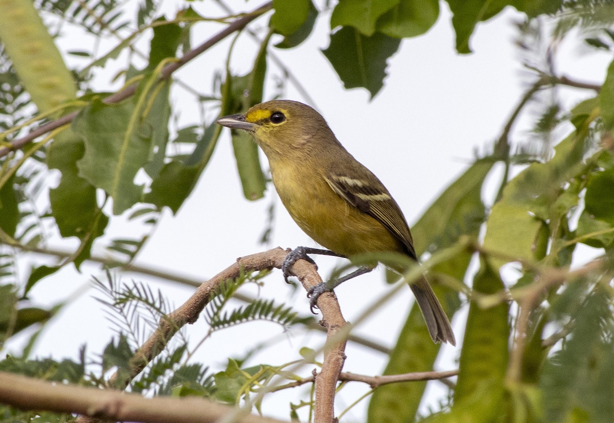 Thick-billed Vireo - ML614259439