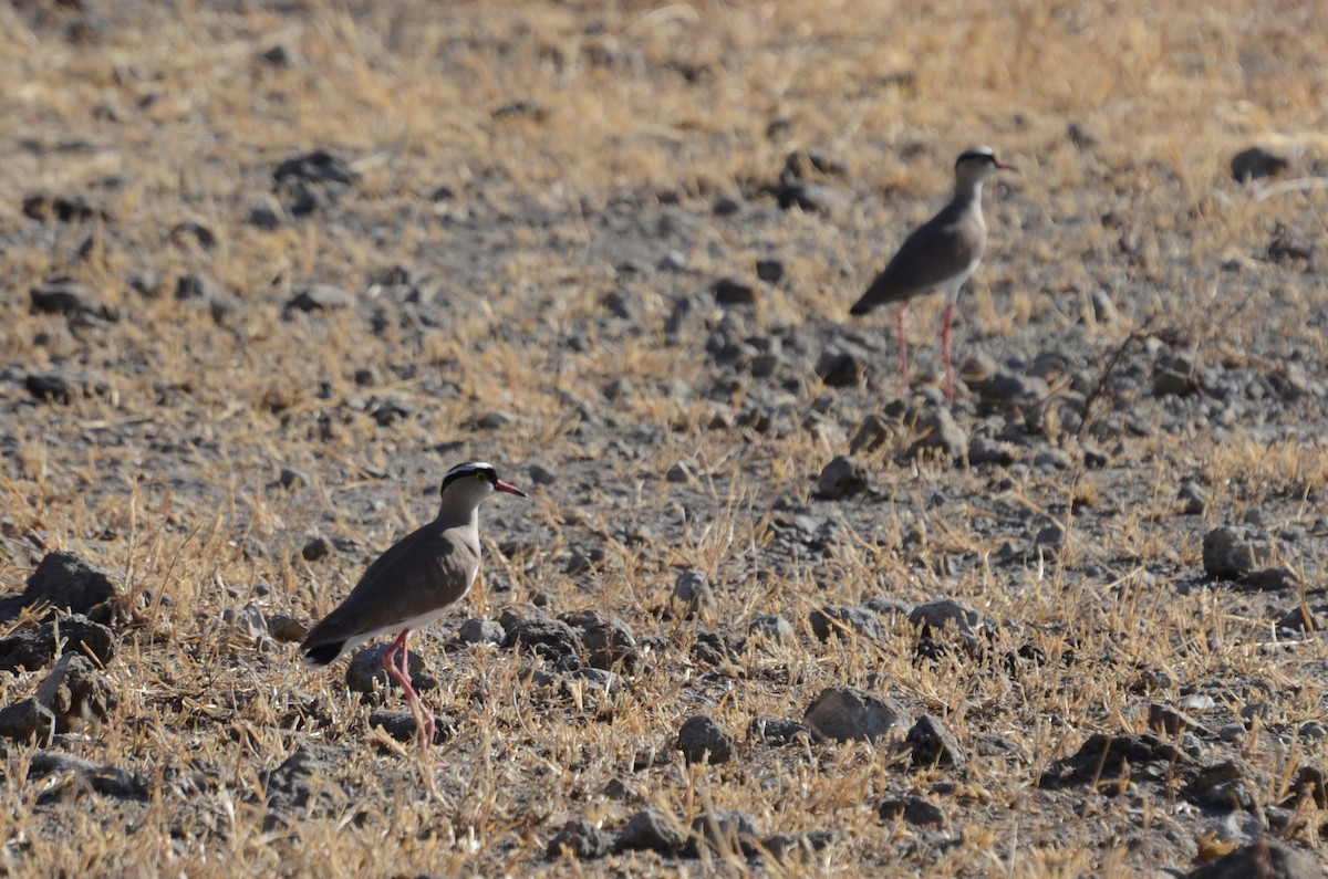 Crowned Lapwing - ML614259516