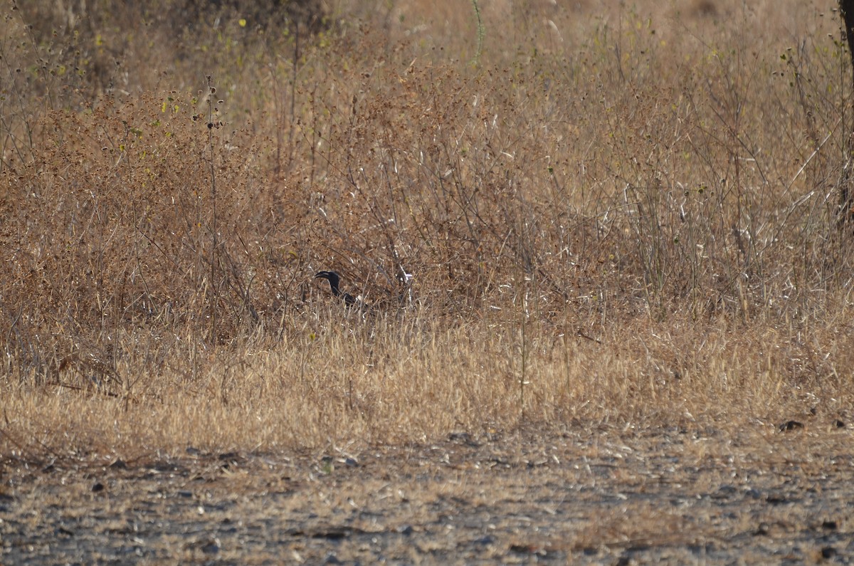 African Gray Hornbill - ML614259600