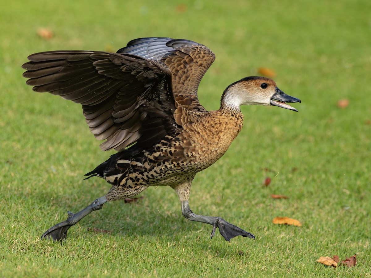 West Indian Whistling-Duck - ML614259665