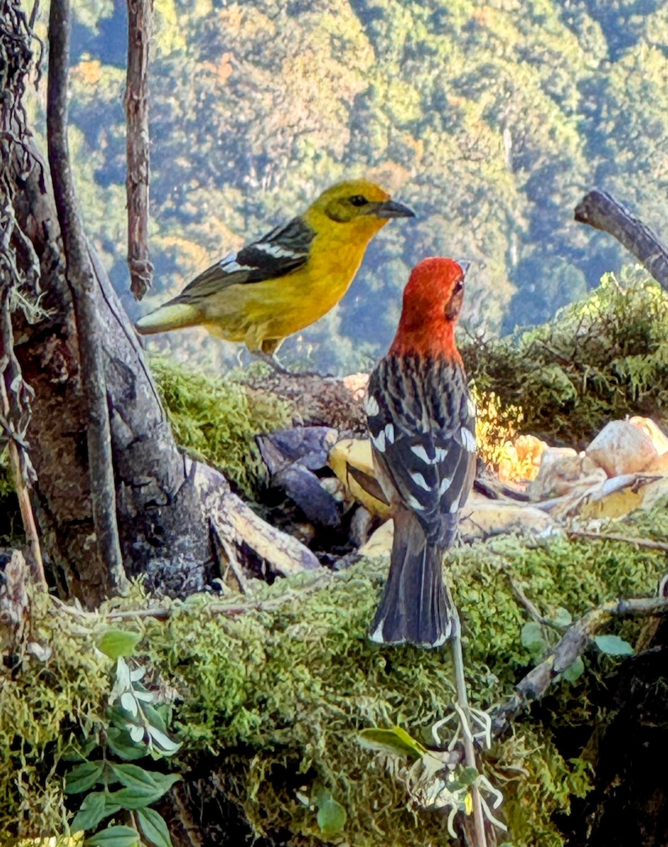 Flame-colored Tanager - Rick Purvis