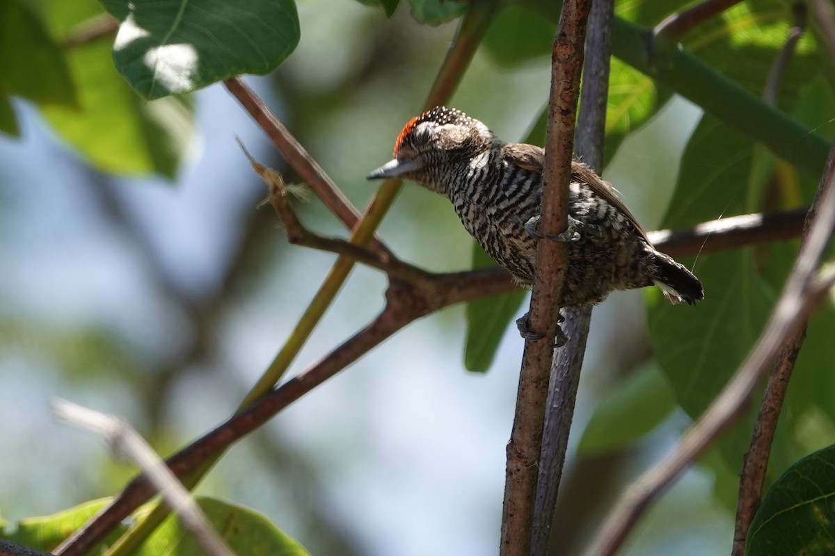 White-barred Piculet (White-barred) - ML614260065