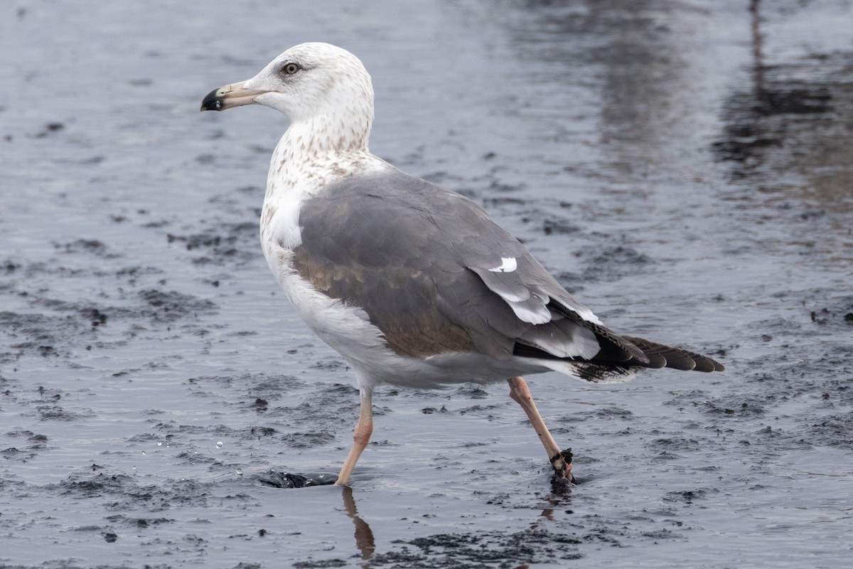 Lesser Black-backed Gull (taimyrensis) - ML614260142