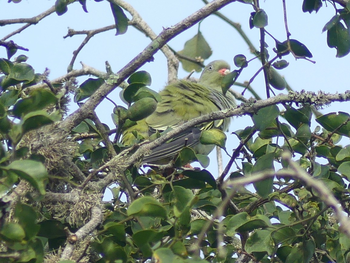 African Green-Pigeon (Gray-breasted) - ML614260398